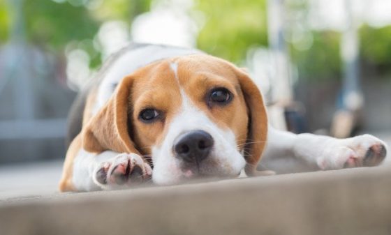 Sperimentazione Beagle: la Consulta per la tutela degli animali scrive alla Ulss 9 per chiarimenti